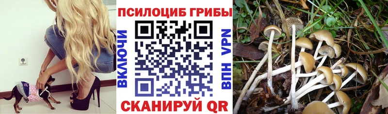 купить  сайты  Трубчевск  мега онион  Псилоцибиновые грибы ЛСД 